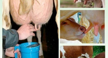 Co se stane, když krávu dlouho nebo vůbec nedojíte, možné komplikace